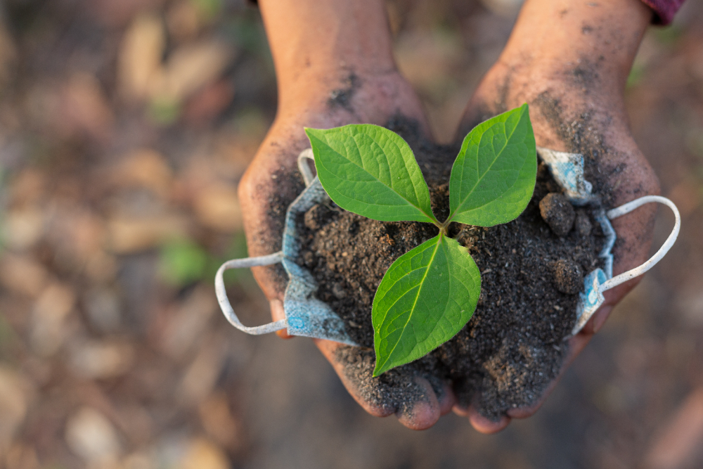 Tree planting Drives